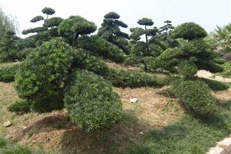 罗汉松施什么肥好,罗汉松施饼肥、粪肥最好