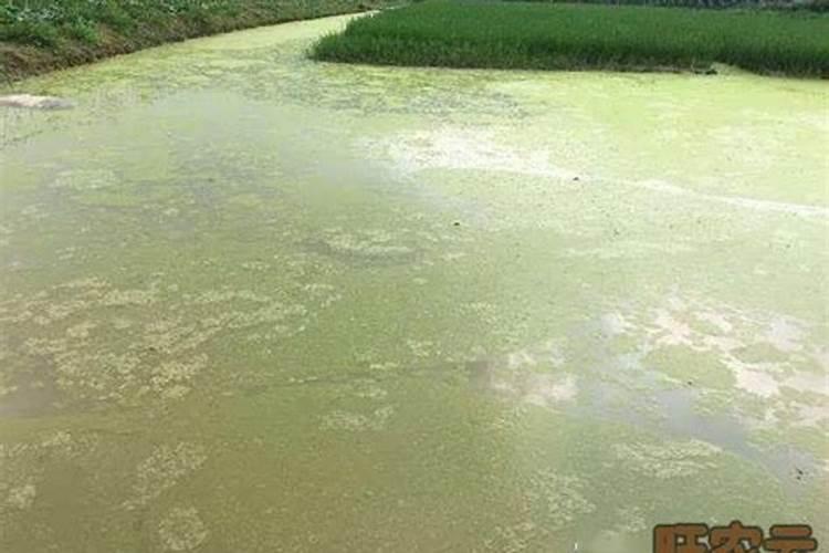 鱼塘里的水什么颜色好？补充一下,是咸水塘