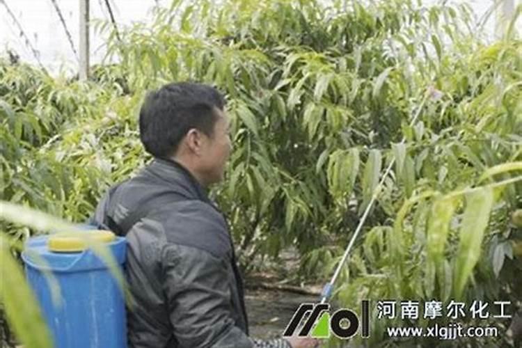 芸苔素水剂好还是粉剂好