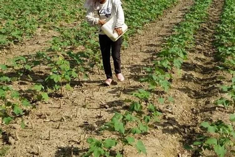 莴苣用什么肥料变高变粗 附莴苣的种植方法