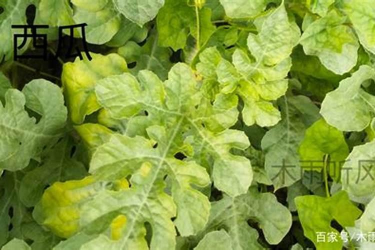 西瓜苗叶子发黄怎么治