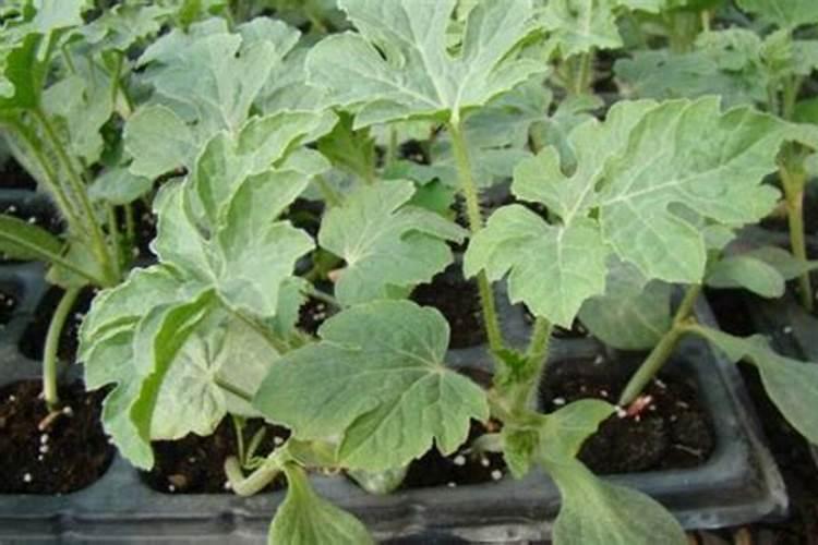 西瓜苗施加哪种叶面肥效果佳