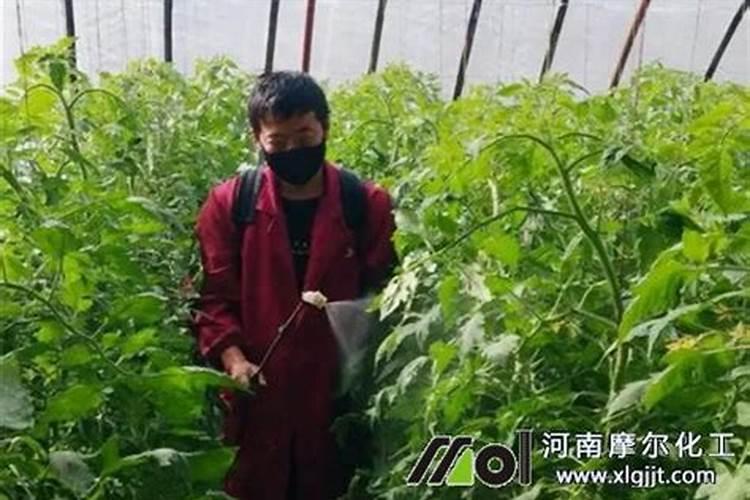 磷酸二氢钾杀花最简单三个步骤和注意事项分享