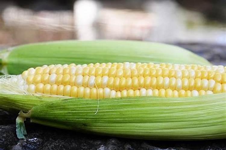 玉米专用肥可以种菊花吗