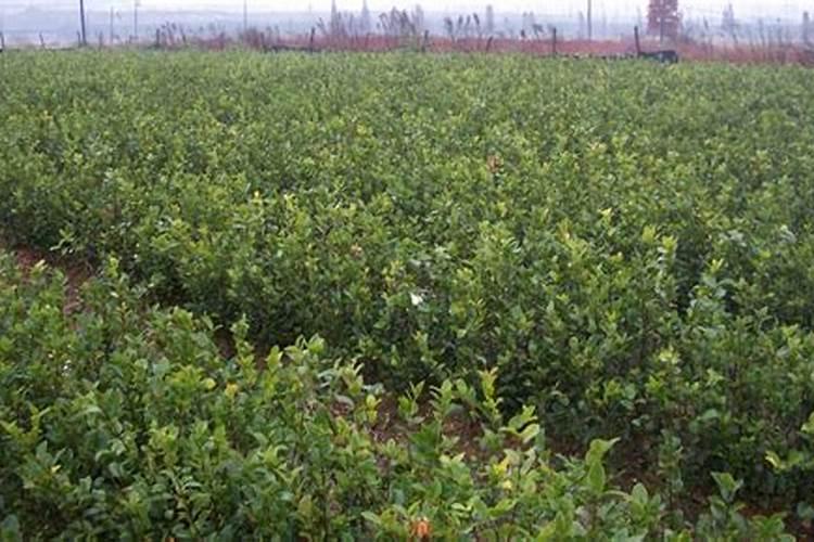 油茶树需要施什么肥料