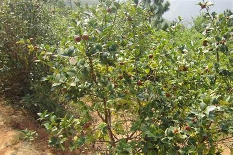 油茶树可以施复合肥吗