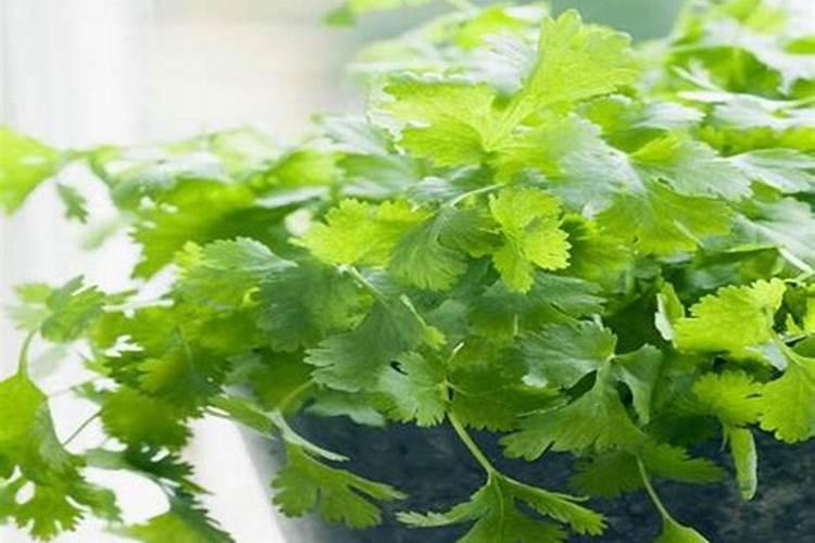 香菜几天浇一次水？几天浇一次水