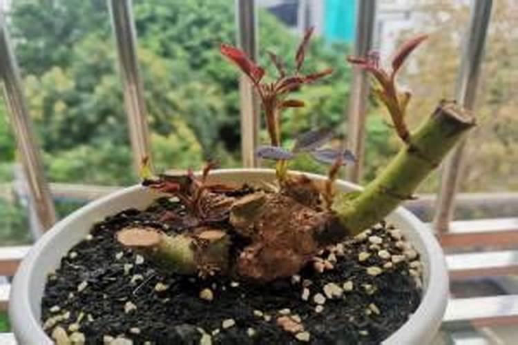 葵花开花时能浇水吗