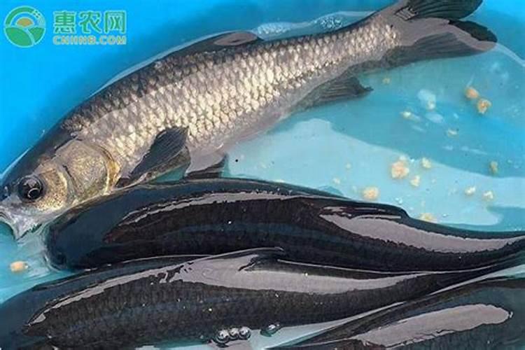 磷肥是什么肥料