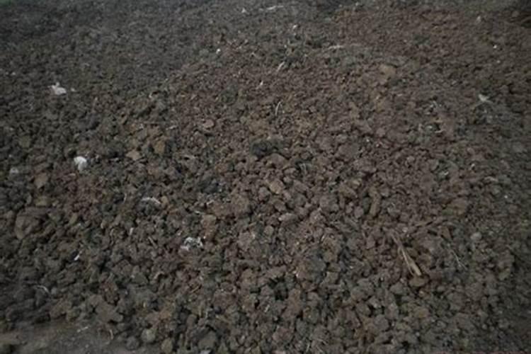 草莓用什么叶面肥