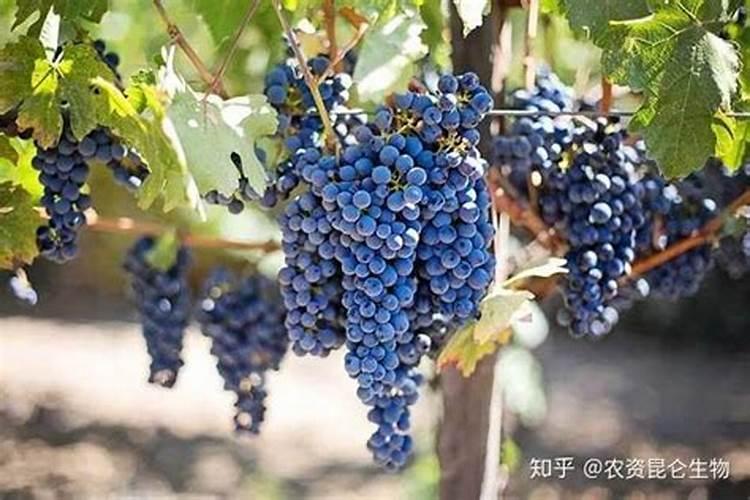 芹菜冲什么肥料长得快