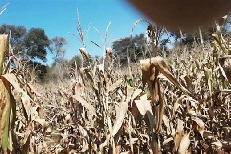 玉米秸秆还田还施钾肥吗？玉米秸秆含多少钾？答粉丝问 农业技术