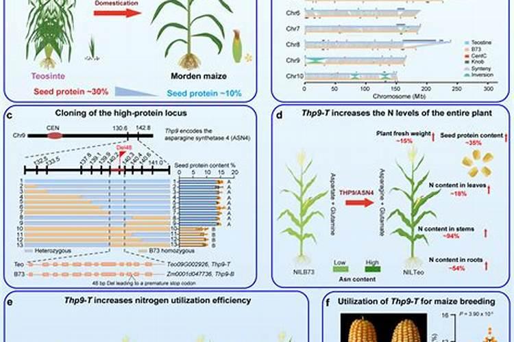 玉米杆腐烂后含有哪种肥料