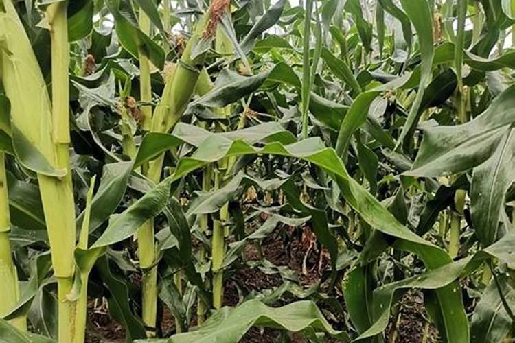 玉米底肥一次性施肥 氮磷钾 各用多少？