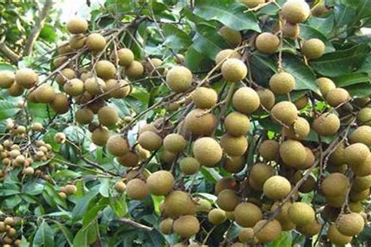 龙眼幼树的施肥原则 龙眼养殖方法总结
