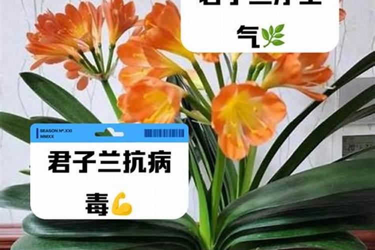 辣椒移栽后几天施肥和打药