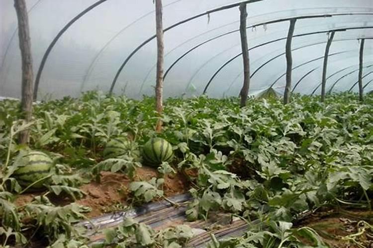 西瓜底肥过多烧苗怎么办？