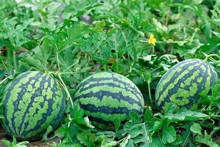 老师们请教西瓜是不是钾肥过重