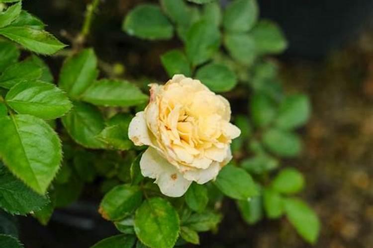 香蕉用什么肥料能快速生长