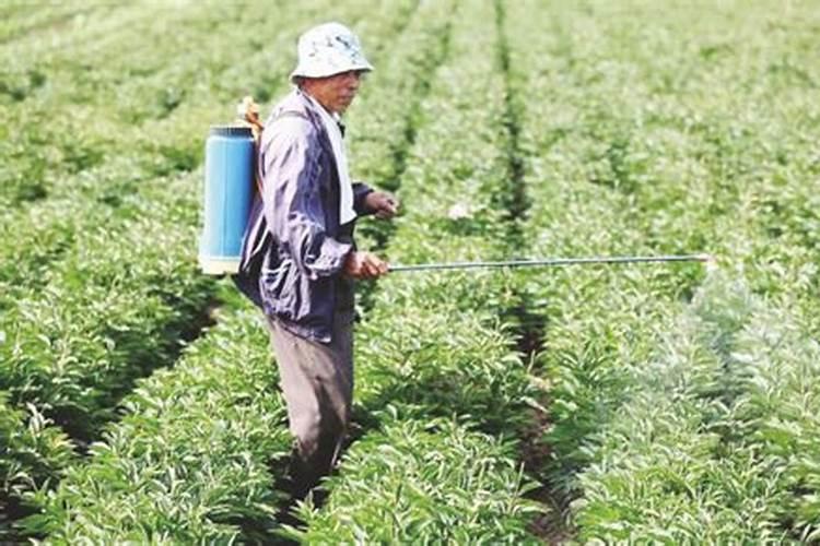 胡麻的田间管理技巧有哪些？