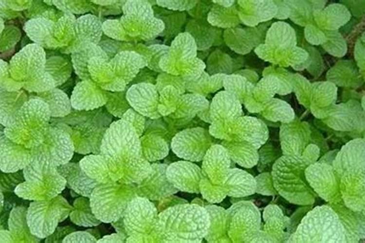 野生的风铃草该怎么家养？