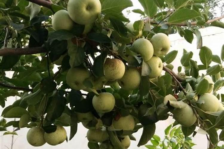 化工十大肥料排名