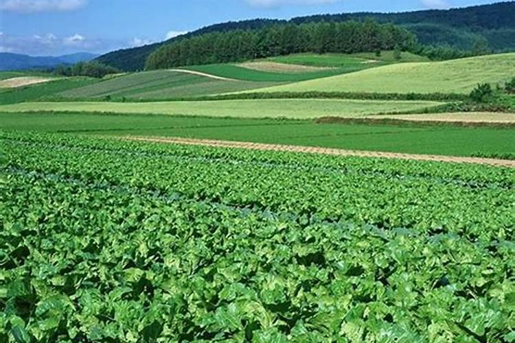 刚出苗的菠菜,需要施肥吗？施什么肥好？