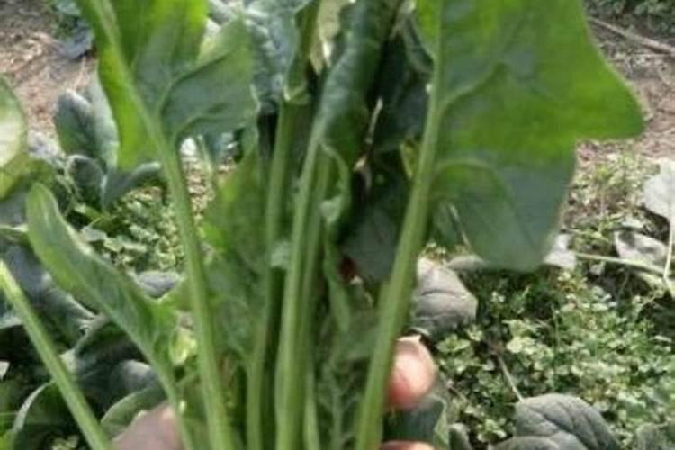 给菠菜施什么肥料能让它快速长起来
