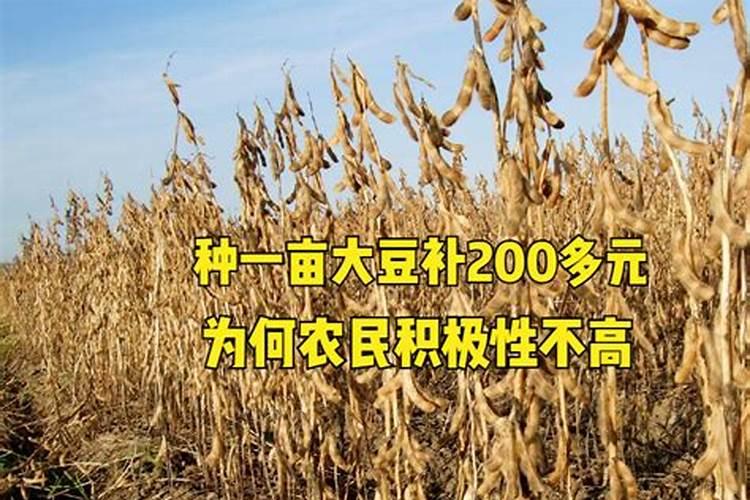种植大豆需要上多少肥都上什么肥