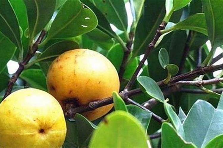 山竹是什么时候结果？