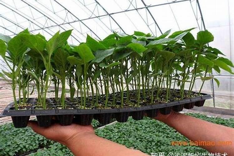 202020平衡肥的作用