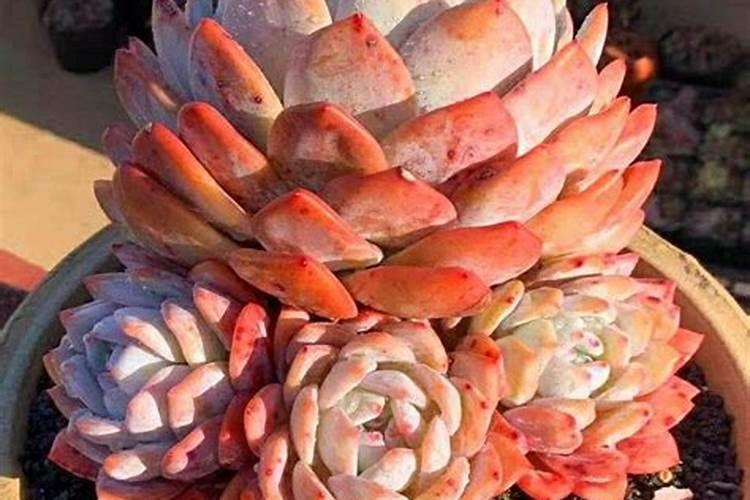 水稻杀虫剂杀菌剂能和叶面喷施吗