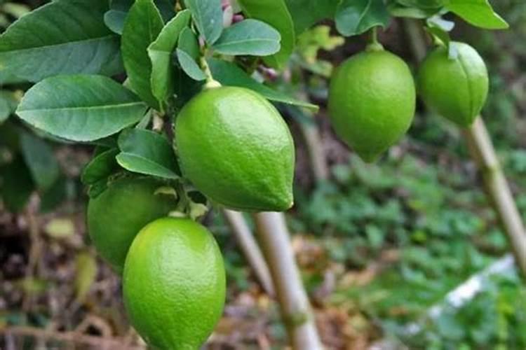 磷酸二氢钾香水柠檬能用吗