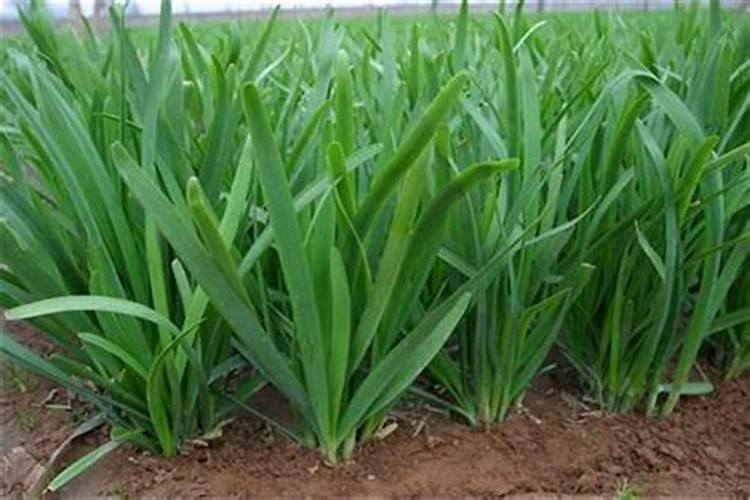 养花用矿原黄腐酸钾比例多少最好