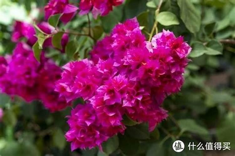 三角梅花肥用什么合适