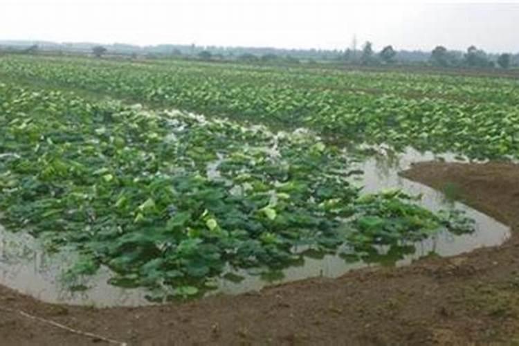 莲藕用什么肥料最好