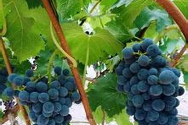 通过标准看腐植酸和黄腐酸