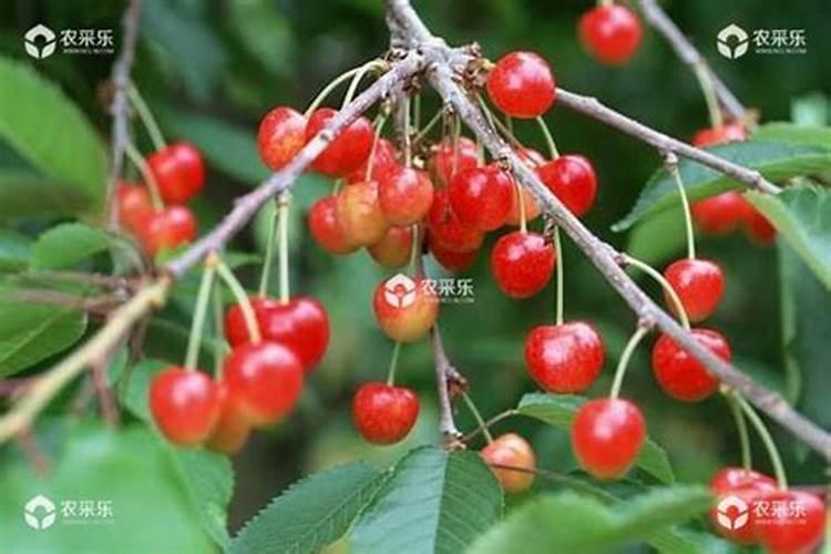 叶面肥料一般在什么时候使用(叶面肥在什么时间喷效果好)