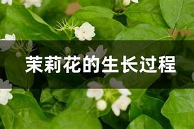栀子花用什么肥料最好
