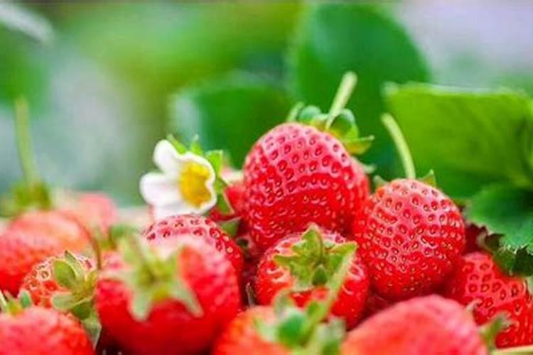 种植草莓需要什么肥料 种植草莓用什么肥料最好