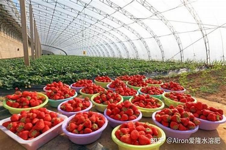 种草莓用什么肥料好 种草莓应该用什么肥料