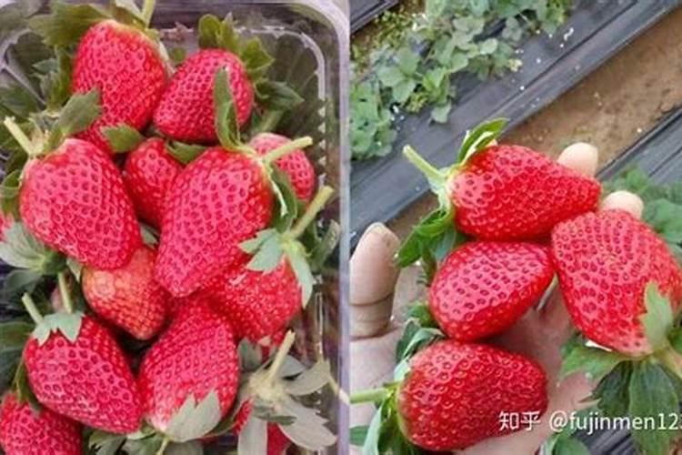 草莓要施什么肥料