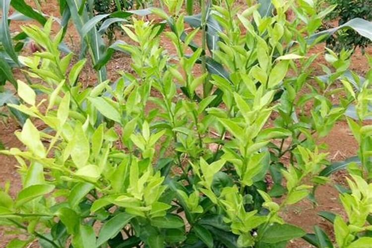 怎样给柑橘树保花保果？