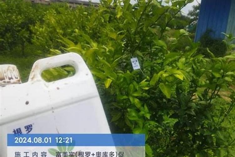柑橘专用叶面肥哪个好？柑橘专用肥用什么好？柑橘肥料用“昆仑风”