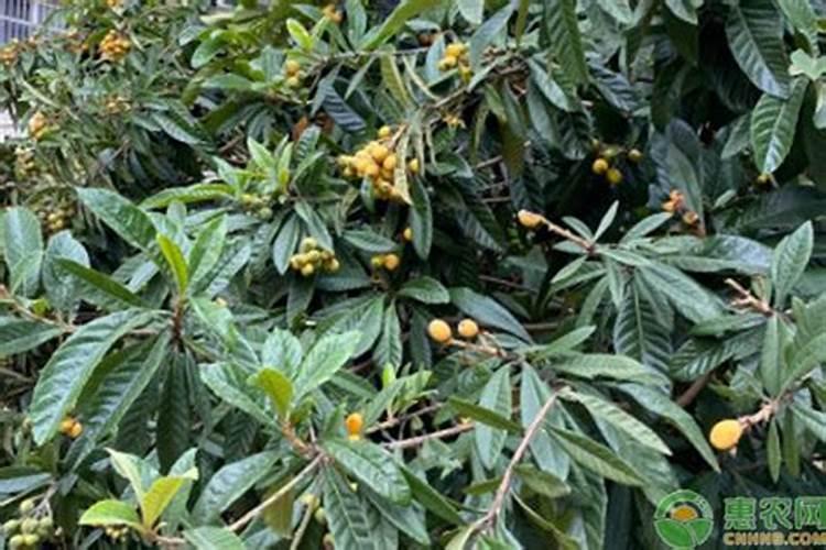 枇杷这样施肥,挂果多,产量高!