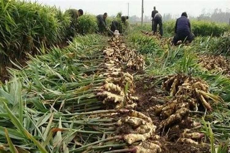 高产大姜施肥方法 姜如何施肥