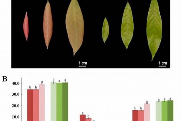 磷酸二氢钾什么时候打合适,几天打一次,注意事项