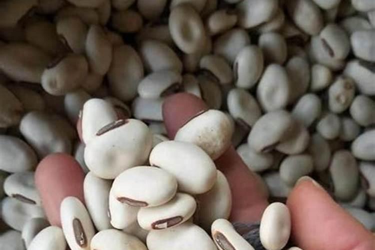 扁豆种植时间在什么时候养扁豆哪些是要注意的