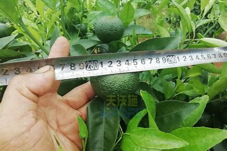 过年后的年桔怎样养活？