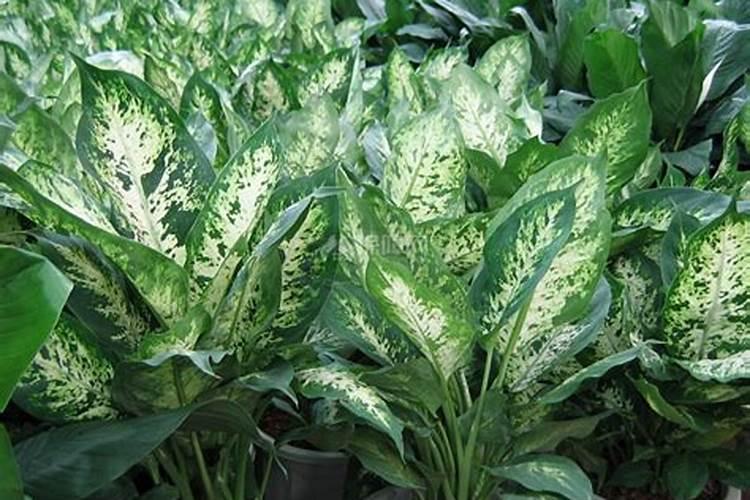 氯化钾肥料能用在什么植物上